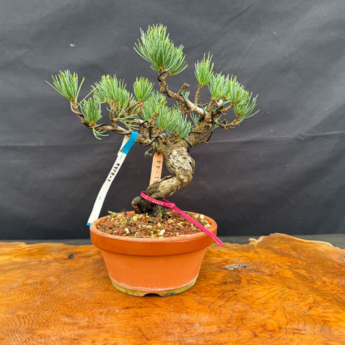 Small imported Japanese White Pine bonsai tree in Tokoname grow pot with twisting trunk and compact branching