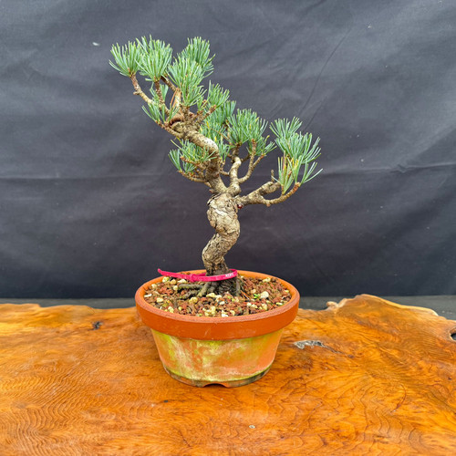 Small imported Japanese White Pine bonsai tree in Tokoname grow pot with compact branching and trunk character