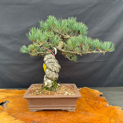 Angled full view of imported Japanese White Pine bonsai with broad canopy in rectangular ceramic pot