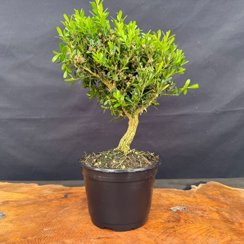 Mature Harland Boxwood pre-bonsai with incredible trunk character in 6 inch grow pot