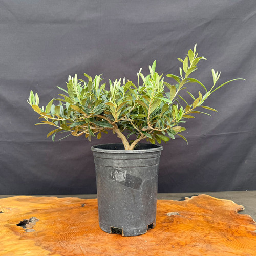 Front view of European Olive pre-bonsai with low branching, compact canopy, and silvery green foliage in a black 6.5 inch training pot