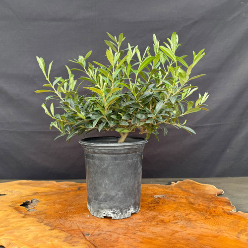 Front view of European Olive pre-bonsai with full canopy, upright new growth, and strong low trunk in a black 6.5 inch training pot