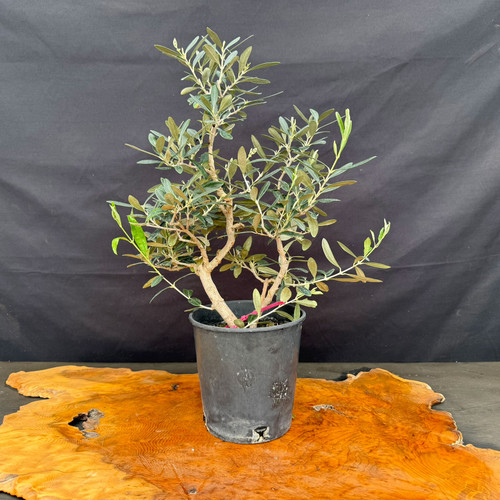 Front view of European Olive pre-bonsai with twin-trunk character, upright branching, and narrow silvery green foliage in a black 6.5 inch training pot