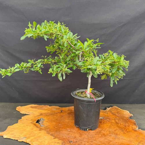 Front view of Pyracantha Firethorn pre-bonsai with long sweeping branch movement, narrow green foliage, and heavy bud set in a black 6.5 inch training pot