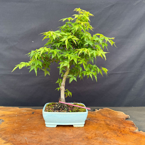 Front view of a Japanese Maple bonsai with a refined spring canopy, exposed surface roots, and a light blue rectangular glazed Yixing pot on a natural wood slab against a dark backdrop