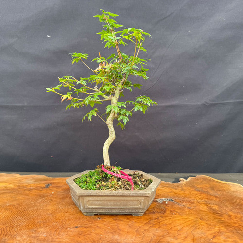 Front view of a Japanese Maple bonsai with an elegant curved trunk, partially emerged spring foliage, and an unglazed hexagonal Yixing bonsai pot on a natural wood slab against a dark backdrop