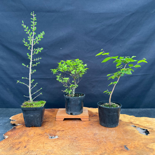 3-piece pre-bonsai tree set with American Larch, Jacqueline Hiller Chinese Elm, and Korean Hornbeam in 4 inch grow pots