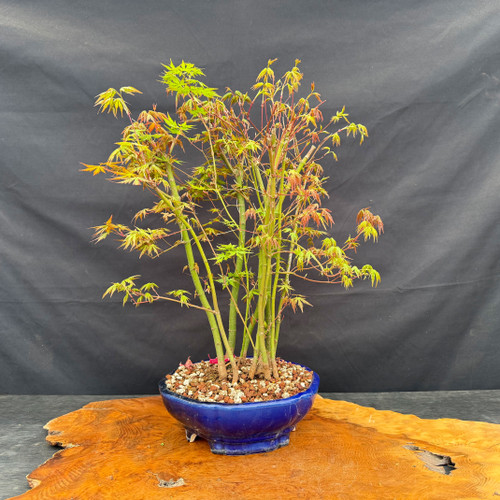 Japanese Maple Forest bonsai in 10 inch Yixing ceramic pot with fresh spring foliage
