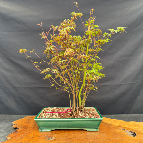 IMG_9732.jpg: Japanese Maple Forest bonsai in 12 inch Yixing ceramic pot with fresh spring foliage