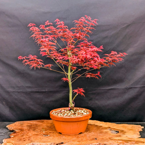 A vibrant Japanese Maple bonsai tree with striking, bright red foliage is showcased against a dark, textured black fabric background. The tree, likely a variety like 'Deshojo' or 'Seiryu' given its intense color, features a slender, straight trunk with a smooth, light greenish-tan bark. 

Multiple delicate branches extend outwards and upwards, creating an airy but full canopy of small, deeply lobed, star-shaped leaves. One small branch with its own cluster of red leaves grows low on the right side of the trunk, adding character to its form. A thin pink wire is visible near the base of the trunk, used for shaping the young tree.

The bonsai is planted in a simple, shallow, circular terracotta-colored ceramic pot. The surface of the soil is covered with a decorative top dressing of light-colored, tan, and brown gravel-like stones. The entire pot rests on a rustic, polished wooden display stand made from a thick slab of wood with a natural, irregular edge and a rich, warm brown grain. The high contrast between the fiery red leaves and the deep black background emphasizes the delicate beauty and artistic form of the miniature tree.