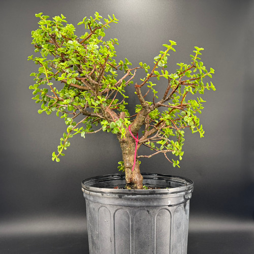 Dwarf Jade bonsai with broad windswept canopy and strong trunk in black 11 inch training pot
