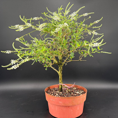 Sweet Almond Bush bonsai with fragrant white blooms and airy branching in orange 8 inch training pot