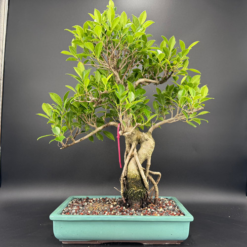Alternate view of Tiger Bark Ficus bonsai showing dramatic air roots, hollow trunk movement, and green Japanese pot