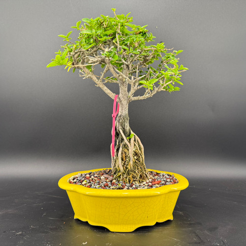 Buy Quality Bonsai Trees - Indoor Bonsai Plants for Sale - Page 7