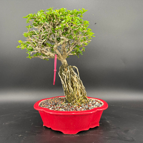 BONSAI出品 Weekly Specials Bonsai Trees | Bonsai Outlet