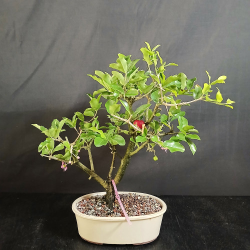 Mature Barbados Cherry bonsai in a cream Japanese glazed ceramic pot with glossy green leaves, pink flowers, and a bright red cherry fruit visible in the canopy.