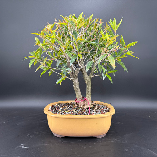 Front view of a mature double trunk Ficus 89 bonsai in a Japanese ceramic pot, showing two trunks rising closely together, a rounded canopy, and fresh bronze-toned new growth against a dark background.