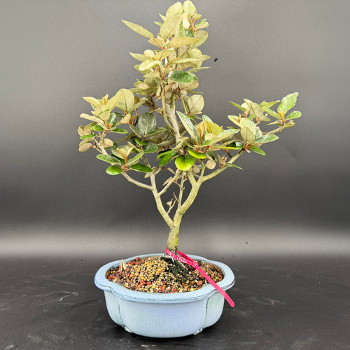 Front view of a flowering Silverberry bonsai in a blue Yixing ceramic pot, showing soft silvery foliage, an upright branching structure, and a balanced canopy against a dark background.