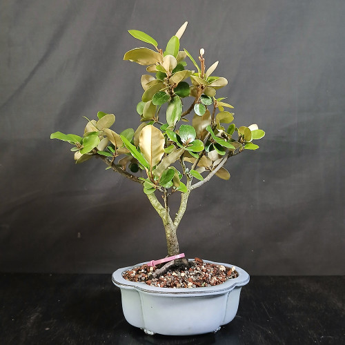 Front view of the exact Silverberry bonsai showing its upright form, two-tone green and silver foliage, exposed lower trunk, and 7.5 inch glazed Yixing pot.