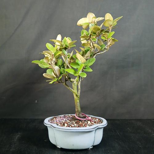 Silverberry bonsai with two-tone green and silvery leaves, in a glazed Yixing pot