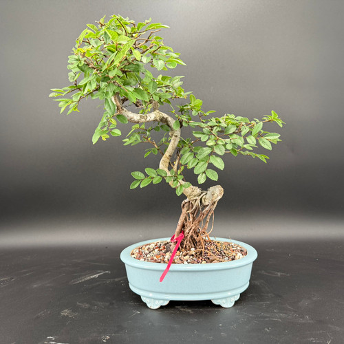 Front view of an imported Chinese Elm bonsai in a blue Yixing ceramic pot, showing a twisting exposed root base, elegant trunk movement, and a balanced canopy against a dark background.
