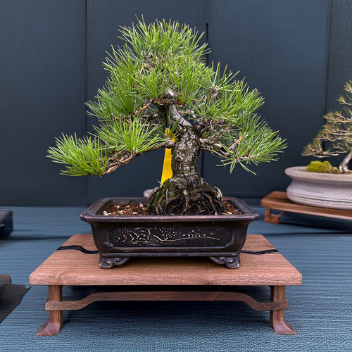Japanese Black Pine grown from seed in 1986 by Gerald Rainville, black pot