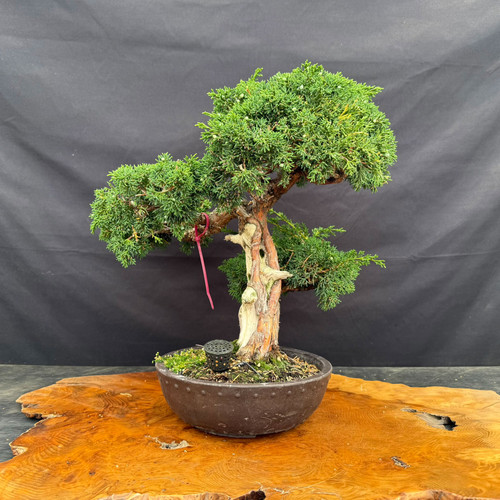 Mature Kishu Shimpaku juniper pre-bonsai with a pale deadwood trunk, mica pot
