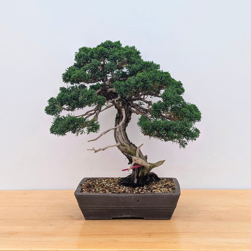 Shimpaku Juniper "Kishu" in an Unglazed Ceramic Pot (No. 18674)