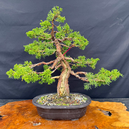 Graceful 35+ Year Old Shimpaku 'Kishu' - Movement with Natural Trunk Line in a Mica Pot (No. 22731)