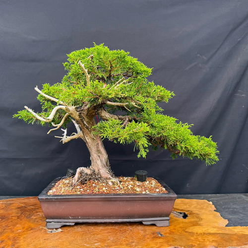 Dramatic Shimpaku juniper bonsai with deadwood, in an exhibition Yixing pot