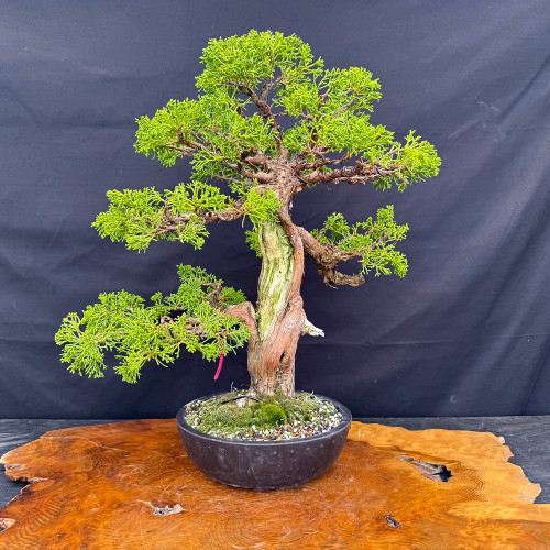 Gerald Rainville grown Kishu Shimpaku, a 35 year old one-of-a-kind pre-bonsai