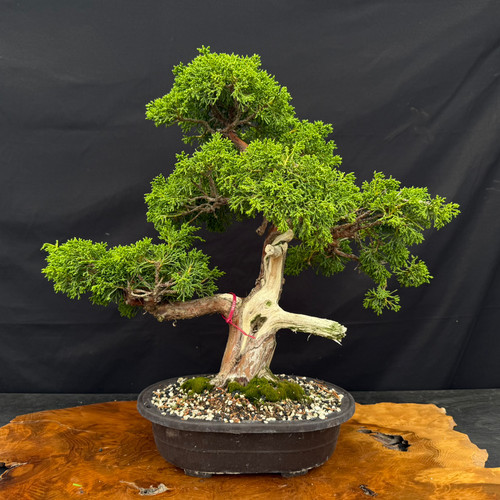 Gerald Rainville Grown Kishu Shimpaku - 35+ Year Old One-of-a-Kind Pre-Bonsai (No. 22584)