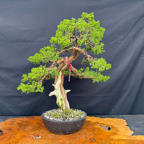 Gerald Rainville Grown Kishu Shimpaku - 35+ Year Old One-of-a-Kind Pre-Bonsai No. 22720