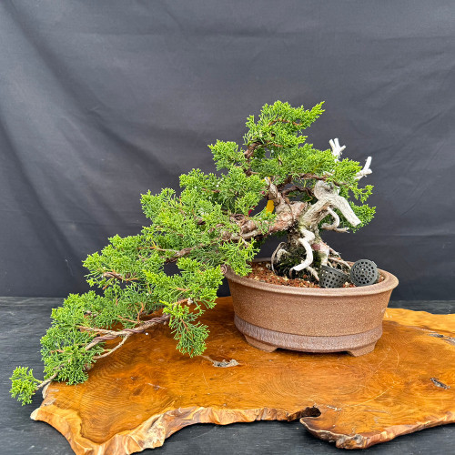 Gerald Rainville Shimpaku Kishu Bonsai - Styled by Pete Olson in Handmade Jack Hoover Pot (No. 15429)