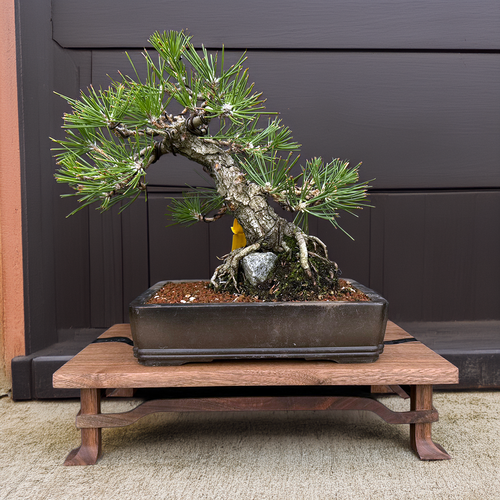 35+ Year Old Japanese Black Pine Bonsai - Grown from Seed by and Styled by John Romano (No. 15640)