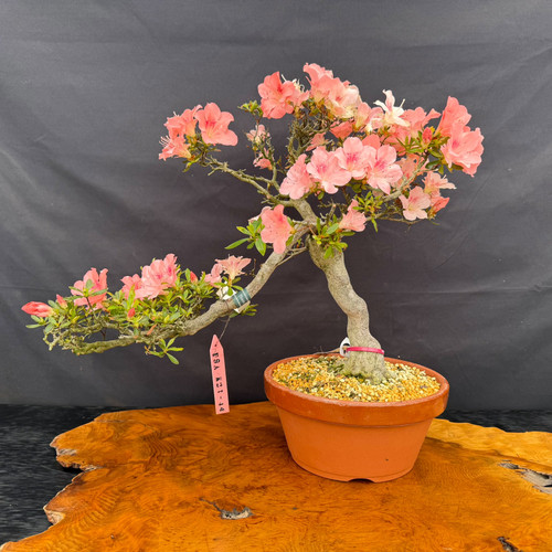 Exact soft pink blooming Satsuki Azalea bonsai with graceful windswept shape in Tokoname grow pot, photographed May 2, 2026