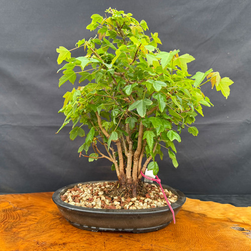 Exact clump-style Trident Maple bonsai in dark oval Yixing ceramic pot, showing multiple trunks rising from one base, fresh green spring foliage, and full front view on wood display table, photographed May 2, 2026