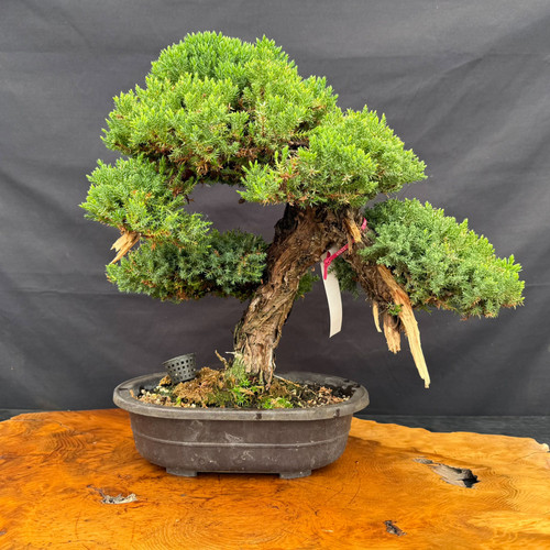 Gerald Rainville Shimpaku juniper bonsai with a large aged trunk, mica pot