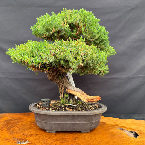 Gerald Rainville Shimpaku juniper bonsai with dense foliage, dark mica pot