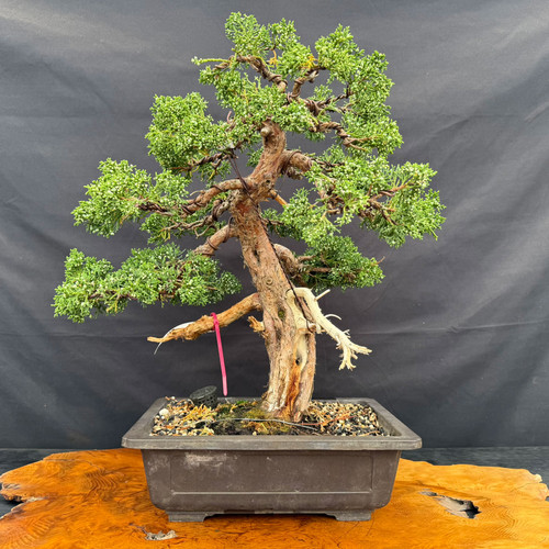 Gerald Rainville Shimpaku Kishu pre-bonsai with aged trunk movement, mica pot