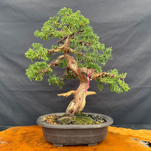 Buy Quality Bonsai Trees - Indoor Bonsai Plants for Sale - Page 4