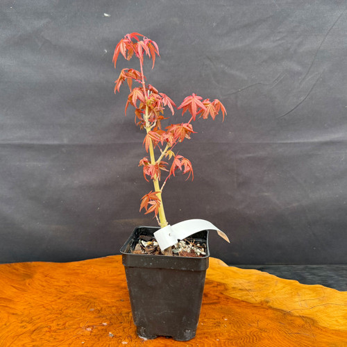 Japanese Maple Deshojo pre-bonsai photographed in a black 3 inch square growing pot with fresh red spring leaves