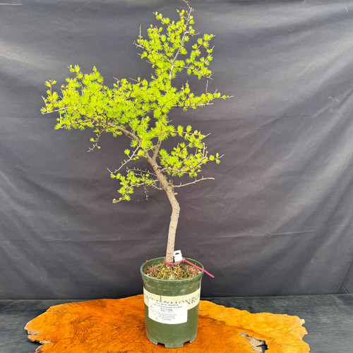 Mature collected American Larch pre-bonsai in a green grow pot, showing the full tree with a tall natural trunk, open branching, and bright spring growth.