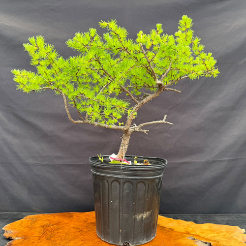 Collected American Larch pre-bonsai in a black grow pot, showing the exact tree for sale with fresh bright green spring needles, natural trunk movement, and a wide branching canopy.