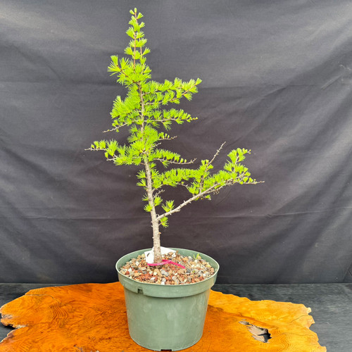 Collected American Larch pre-bonsai in a green grow pot, showing the exact tree for sale with tall upright movement, fresh spring needles, and an open branch structure.