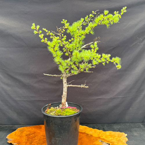 Collected American Larch pre-bonsai in a black grow pot, showing the exact tree for sale with fresh bright green spring needles, upright trunk movement, and natural branching.