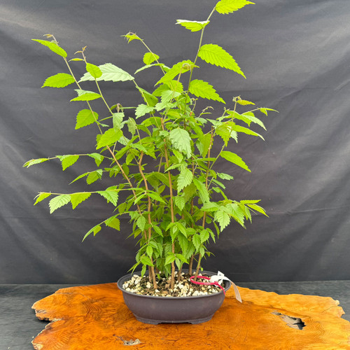 Representative Japanese Zelkova pre-bonsai forest arrangement with multiple young trunks in an oval training pot