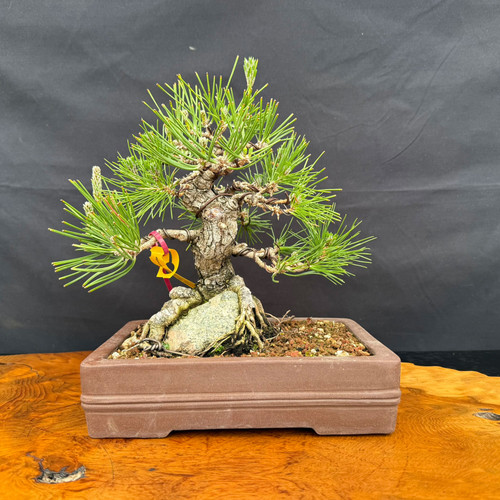 Seed-grown 1986 Japanese Black Pine bonsai shown from the front with rugged bark, exposed roots gripping a natural rock, green pine needles, and an unglazed rectangular ceramic pot.