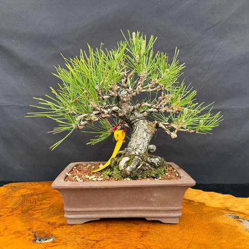 Seed grown 1986 Japanese Black Pine bonsai with rugged bark, unglazed pot