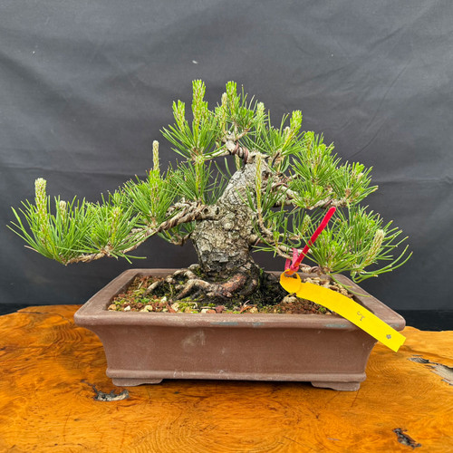 Seed grown 1986 Japanese Black Pine bonsai with a compact trunk, unglazed pot